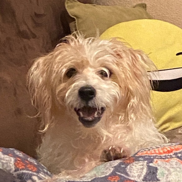 Meet your Posher, Jared - Picture 1 of 1